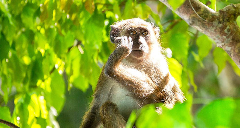 ทัวร์เกาะพีพี 1 วัน จากภูเก็ต